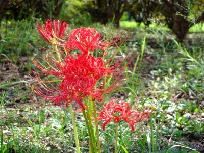 荏田南5丁目の曼珠沙華
