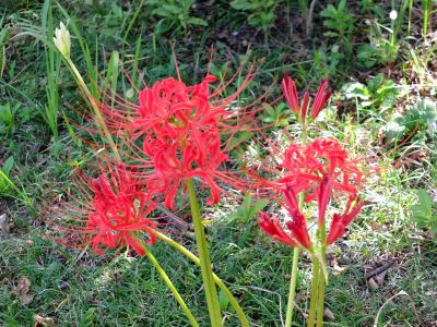 荏田南5丁目の曼珠沙華
