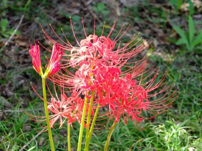 荏田南5丁目の曼珠沙華
