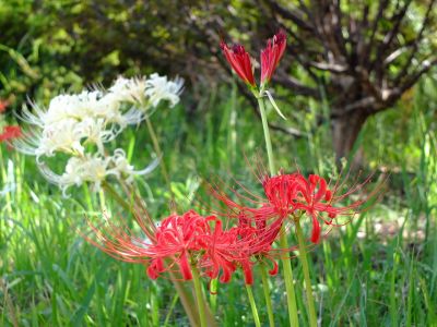 荏田南5丁目の曼珠沙華
