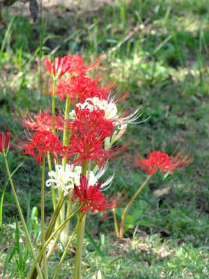 荏田南5丁目の曼珠沙華

