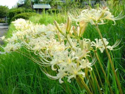 荏田南5丁目の曼珠沙華
