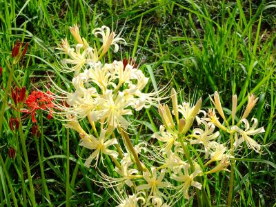 荏田南5丁目の曼珠沙華
