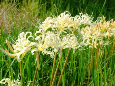 荏田南5丁目の曼珠沙華
