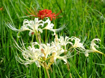 荏田南5丁目の曼珠沙華
