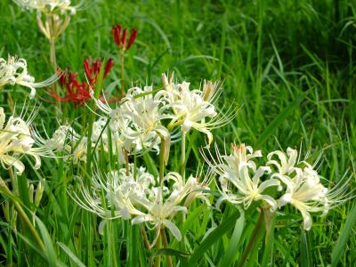 荏田南5丁目の曼珠沙華
