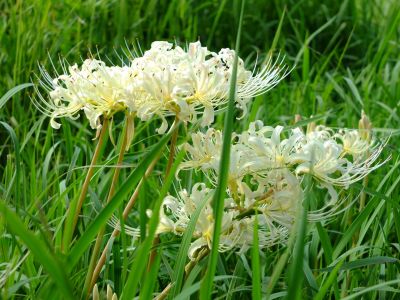 荏田南5丁目の曼珠沙華
