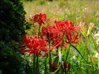 荏田南5丁目の曼珠沙華
