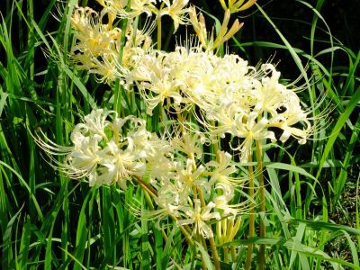 荏田南5丁目の曼珠沙華
