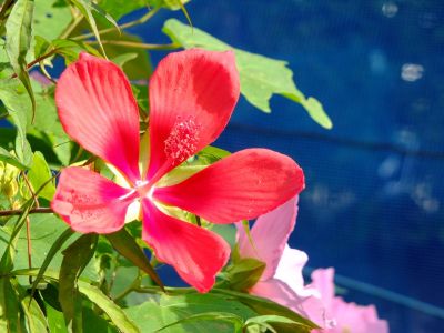 通称「柚木の丘」より
