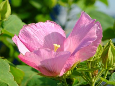 通称「柚木の丘」より
