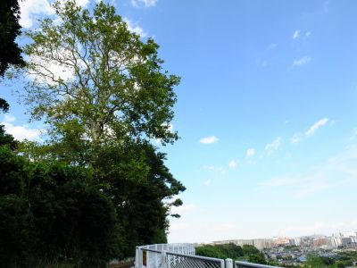 通称「柚木の丘」より
