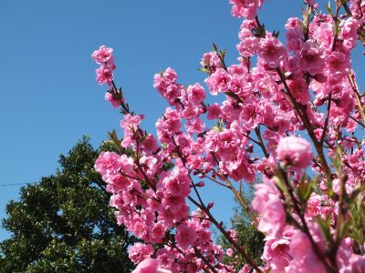 荏田南4丁目　桃の花
