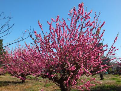 荏田南4丁目　桃の花
