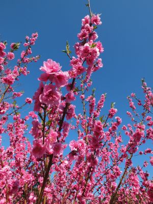 荏田南4丁目　桃の花
