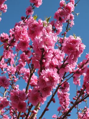 荏田南4丁目　桃の花
