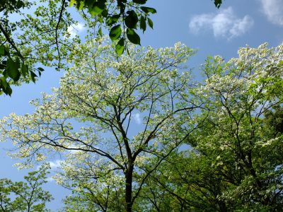 鴨池公園（はなみずき）
