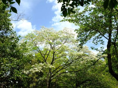 鴨池公園（はなみずき）
