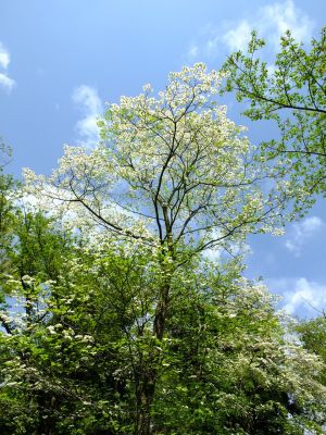 鴨池公園（はなみずき）
