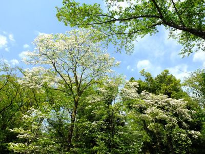 鴨池公園（はなみずき）
