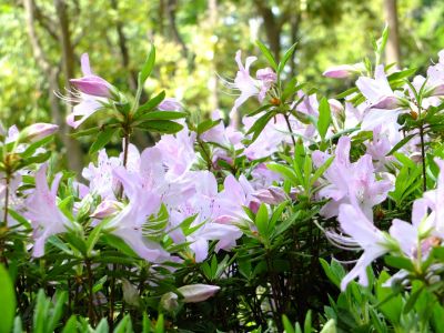 鴨池公園（つつじ）
