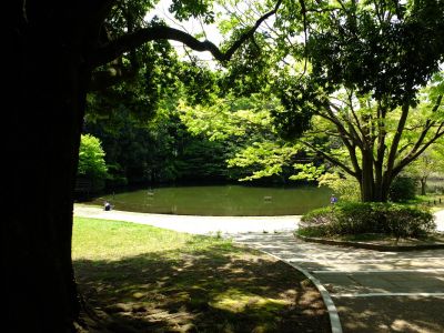 鴨池公園（新緑）

