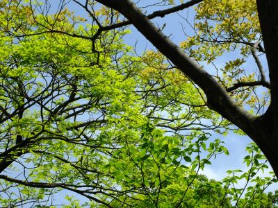 鴨池公園（新緑）
