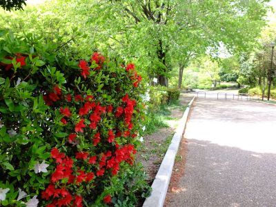 鴨池公園（つづじ）
