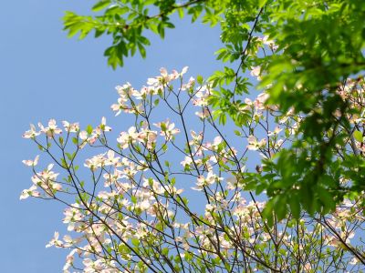 花のある商店街荏田近隣センター（はなみずき）
