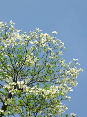 花のある商店街荏田近隣センター（はなみずき）
