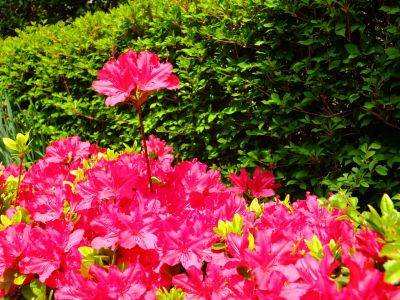 花のある商店街荏田近隣センター（つつじ）
