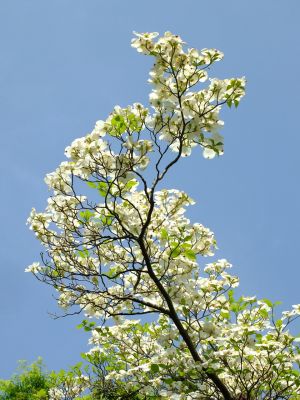 みずきが丘（はなみずき）
