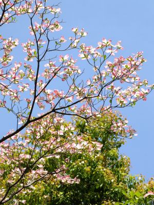 みずきが丘（はなみずき）
