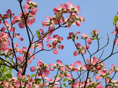 みずきが丘（はなみずき）
