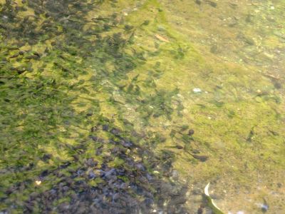 鴨池公園（おたまじゃくし）
