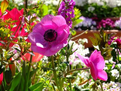 えだきん商店街（枝垂桜）
