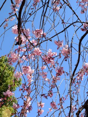 えだきん商店街（枝垂桜）
