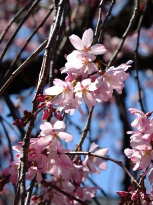 えだきん商店街（枝垂桜）
