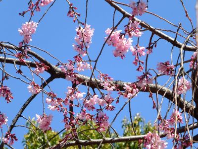 えだきん商店街（枝垂桜）
