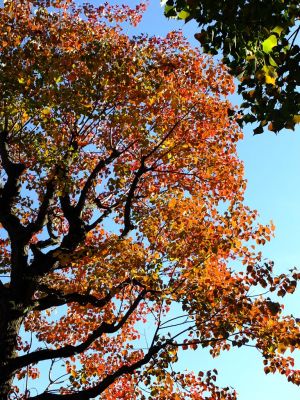荏田南幼稚園周辺の南京黄櫨（なんきんはぜ）
