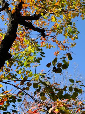荏田南幼稚園周辺の南京黄櫨（なんきんはぜ）
