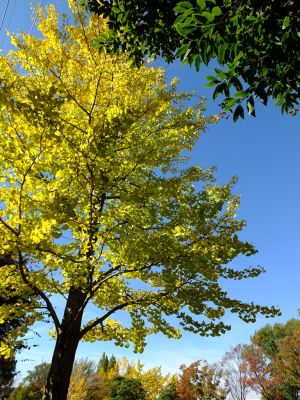 泉向田公園（銀杏）
