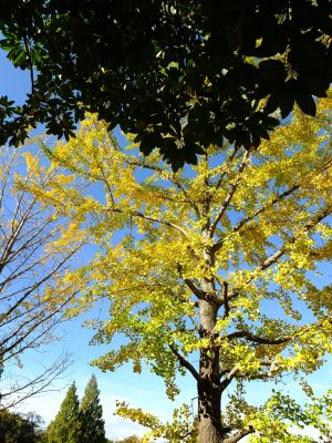 泉向田公園（銀杏）
