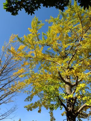 泉向田公園（銀杏）

