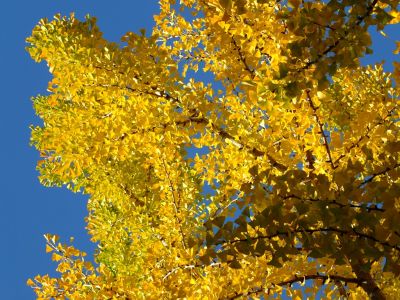 泉向田公園（銀杏）
