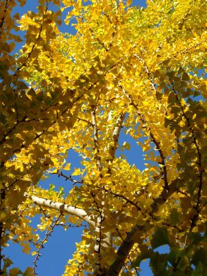 泉向田公園（銀杏）
