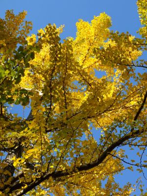 泉向田公園（銀杏）
