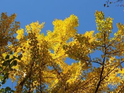 泉向田公園（銀杏）
