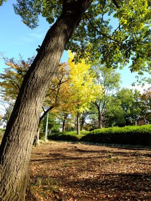 泉向田公園（銀杏）
