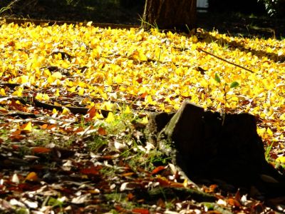 泉向田公園（銀杏）
